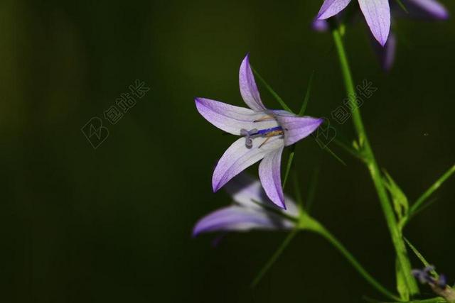 自然 美丽 花 春 红色 洁白的花朵 春天的花朵 植物