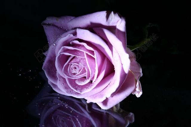 玫瑰 粉红色的玫瑰 花卉 粉色 鲜花