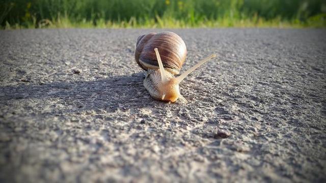 蜗牛 爬行动物 壳 慢慢地 爬网 软体动物 黏液 性质 路