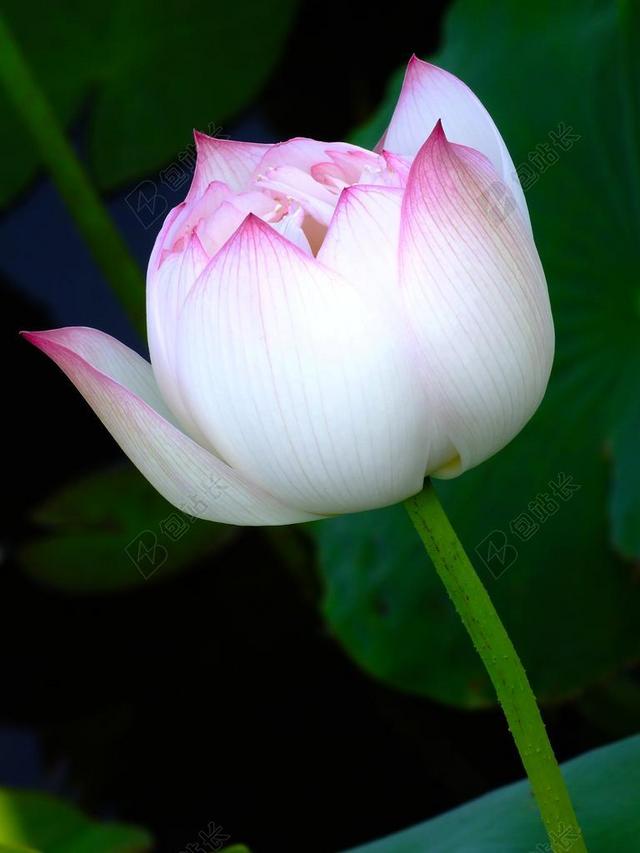 绿色池塘植物中国风自然背景图片