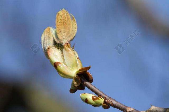 板栗树 板栗 芽 观赏树 盛开 性质 花园 春天 植物