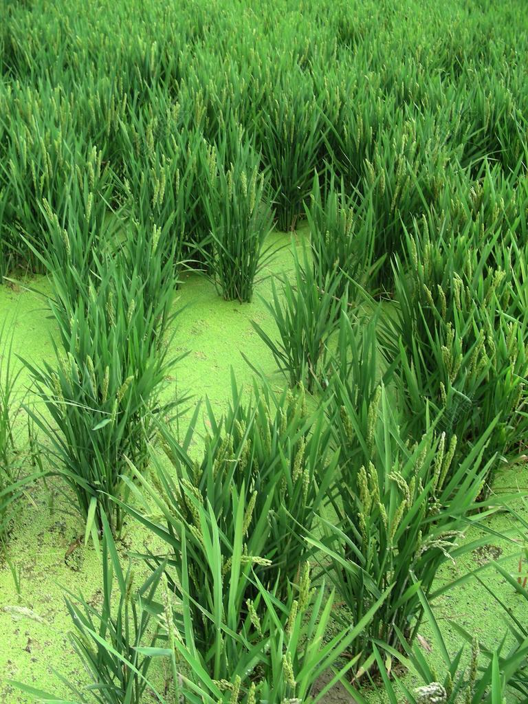 水稻 稻田 西班牙 EBRO