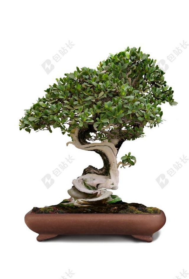 植物绿色的松树盆栽背景图片
