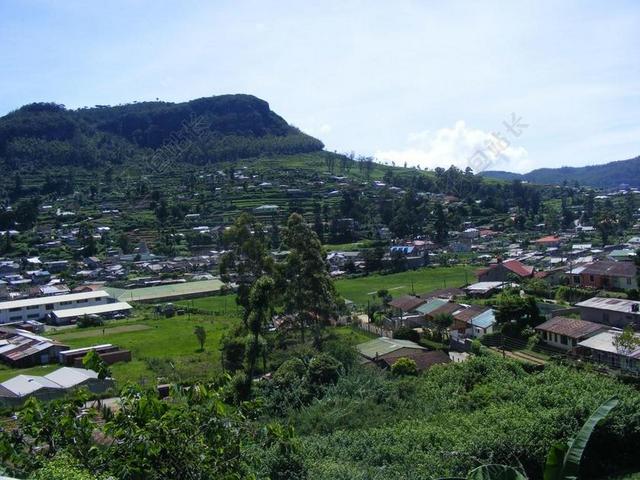 山 村庄 绿化 住宅 建筑物 房子 丘陵 山坡上 树 植物