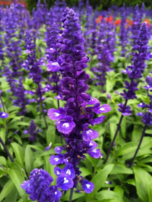 蓝鼠尾草 蓝紫色 鲜花 大津公园 草 大津 横须贺 日本