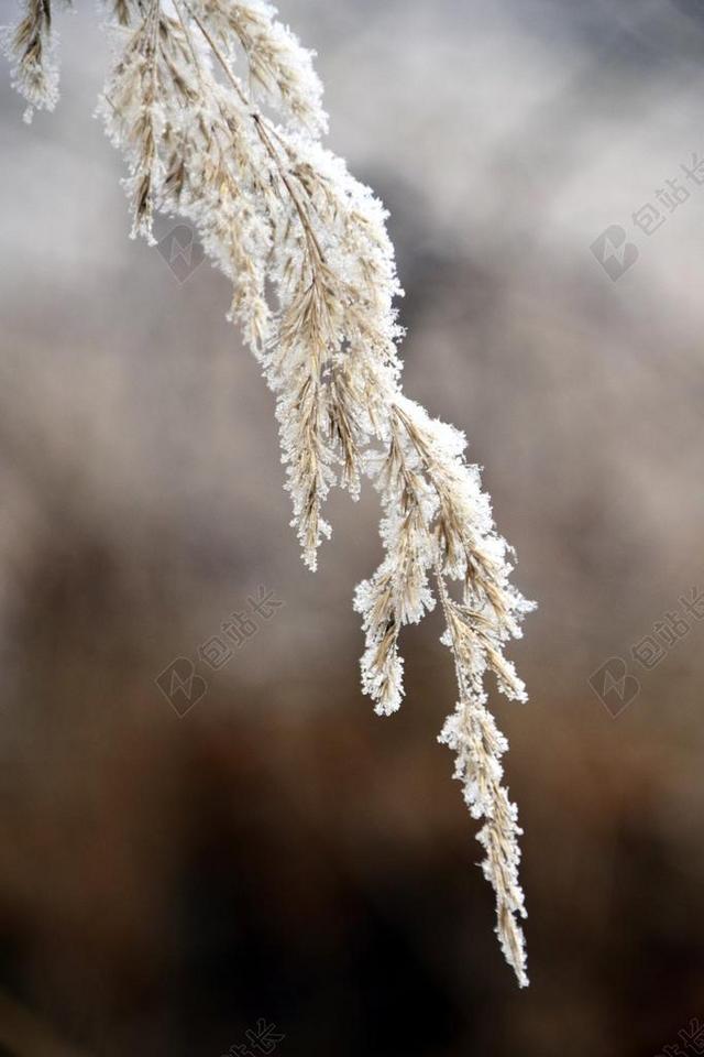 冬天 草 雪 冷 弗罗斯特 冰 冻结 寒冬 霜 叶片草