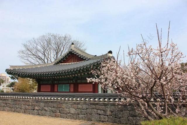 济州岛 澳鸭荣 韩国 传统 韩屋 樱花盛开 春天 鲜花