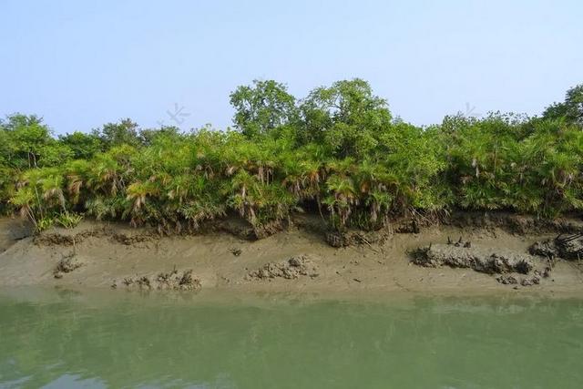 红树林 松达 沼泽 森林 河 拉姆萨尔湿地 联合国教科文组织
