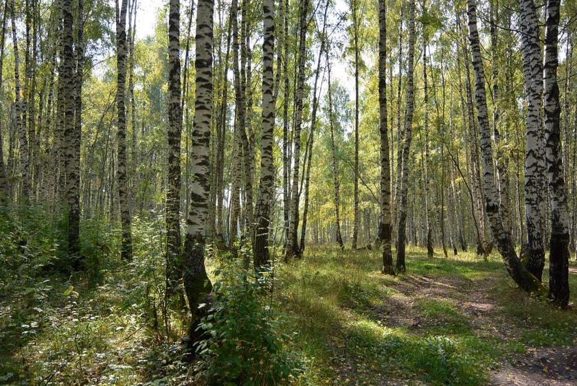 桦木 森林 树木 树 行李箱 性质 叶子