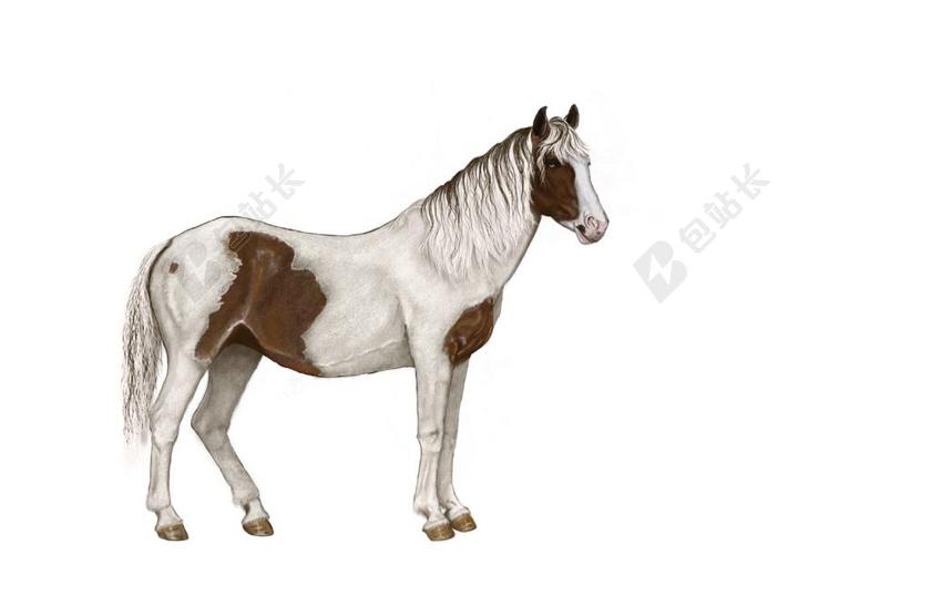 马 斑驳 白 棕色 站在 数字艺术作品 艺术