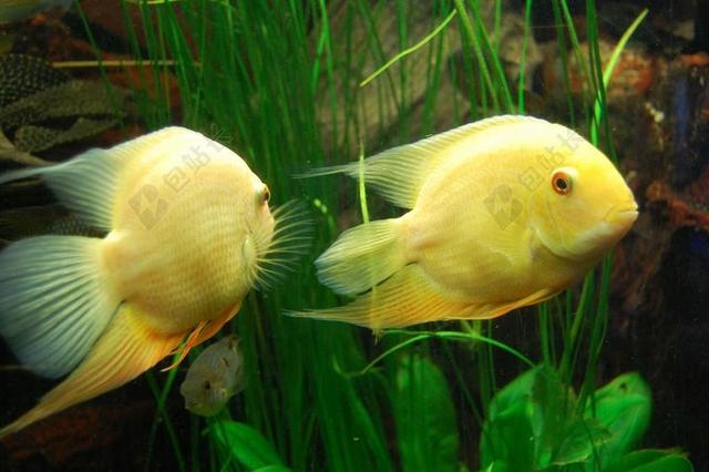 CICHLID 鱼 水族馆 海底世界 水下 黄色