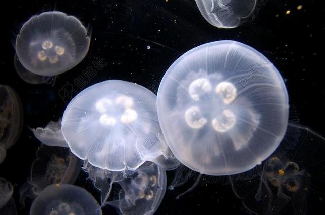 海蜇 水族馆 水下 和平 海上生活 果冻