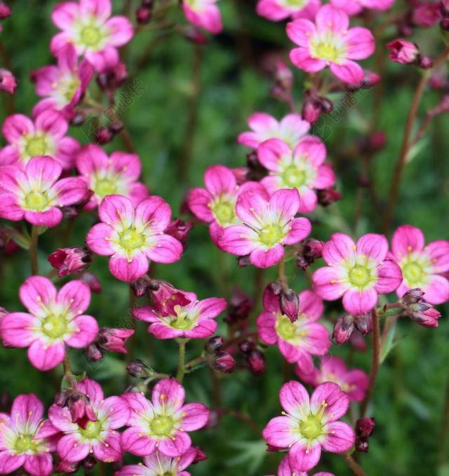 玫瑰虎耳草 粉色 红色 花园 鲜花 夏天 红色花 花卉 绿色