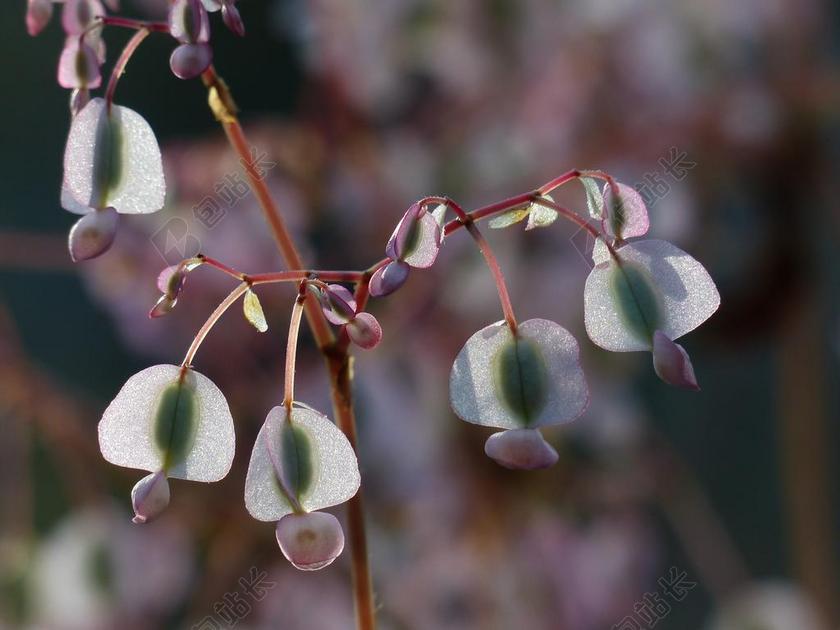 开花 海棠 白 钟 种子 挂 海棠 SCHIEFBLATT