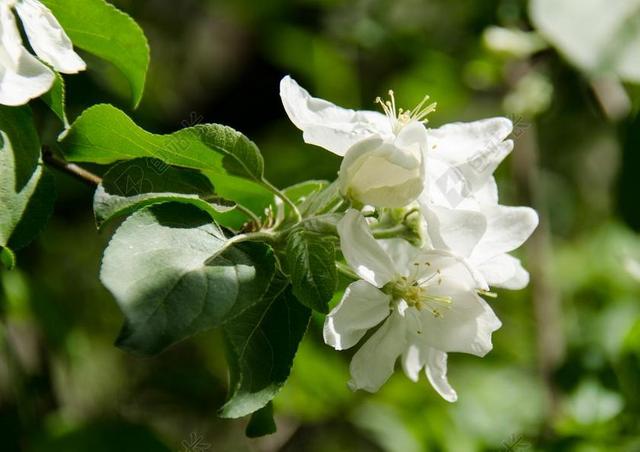 布鲁姆 鲜花 苹果花 苹果树 树 分支 春天 叶子