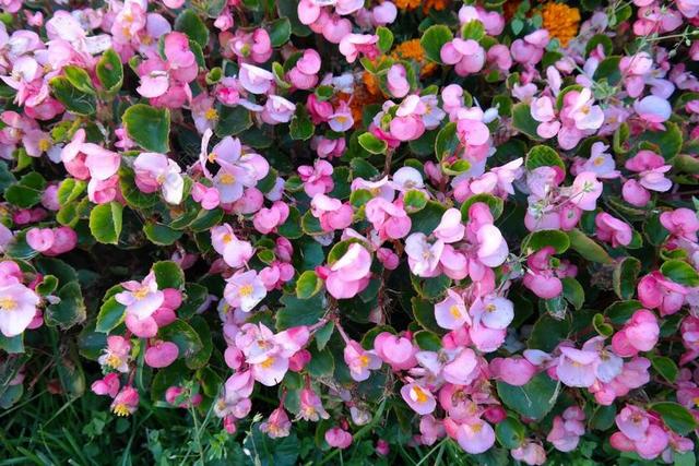 冰秋海棠 鲜花 粉红色 植物群 四季秋海棠