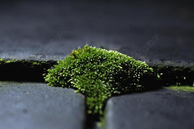 苔 绿色 青苔的屋顶上 微观世界 闪光摄影 发展