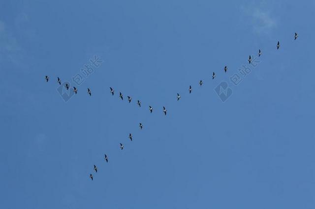 鸟类 楔形 旅行 鸟飞行 性质 天空 雁