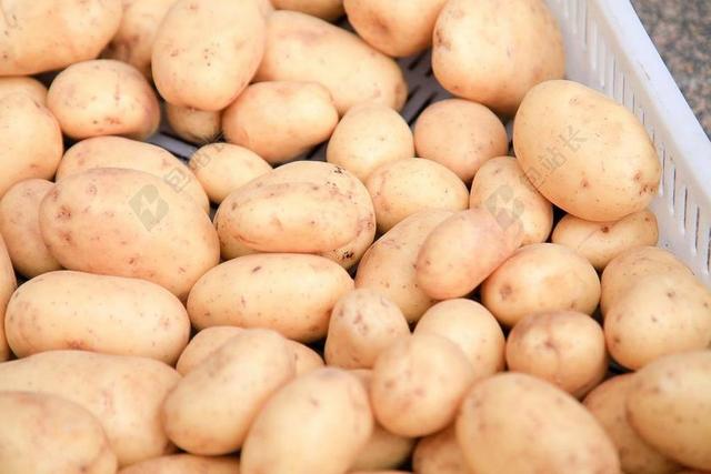 土豆 收获 农业 食品 厨师 吃 ERDFRUCHT 花园