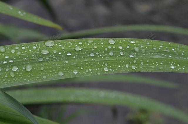 绿色自然植物树叶水滴雨水露珠 草背景图片