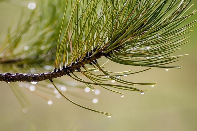 松针 水滴 松 针 绿色 水 自然 露水 树 雨 湿