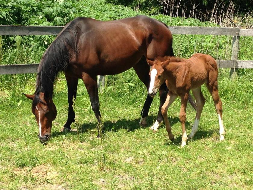 马 驹 马术 农场 动物宝宝 可爱