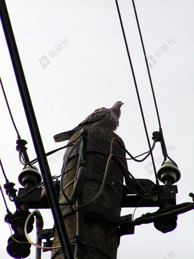黑白色电力高压线站立鸟背景图片