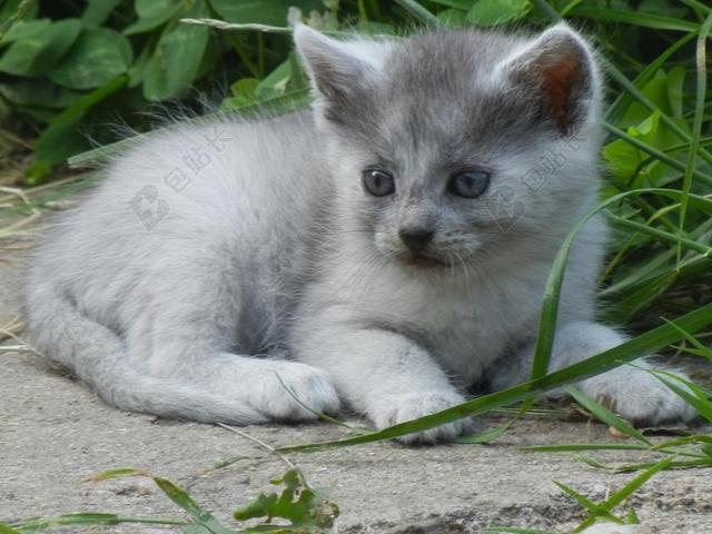 小猫 猫咪 灰色 美丽 小 灰色的小猫 猫 哺乳动物 动物