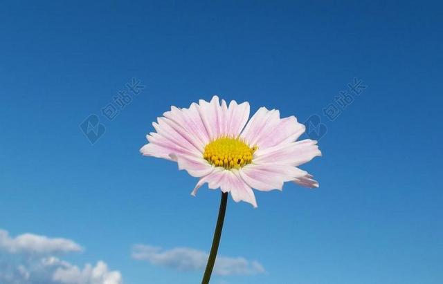 花卉 COSMOS 宏 关闭 粉红色的花 天空 云 花园