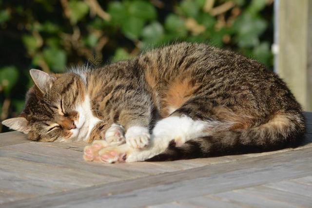 猫咪 猫 动物 享受 宠物 哺乳动物 睡眠 休息 车身套件