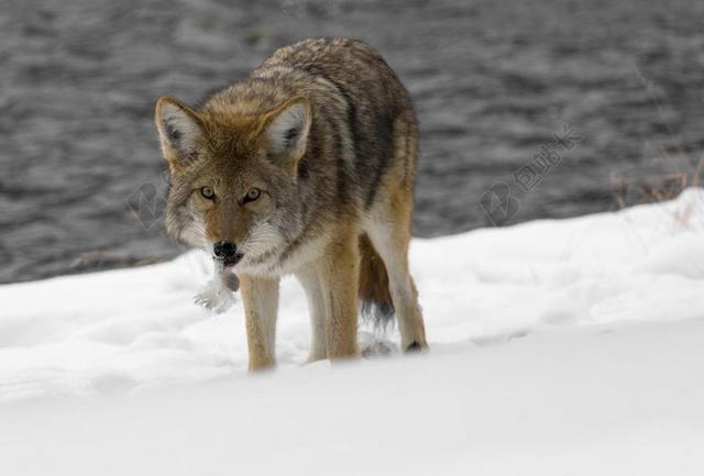 郊狼 野生动物 自然 公园 野生 狗 捕食者 雪 冷 毛皮