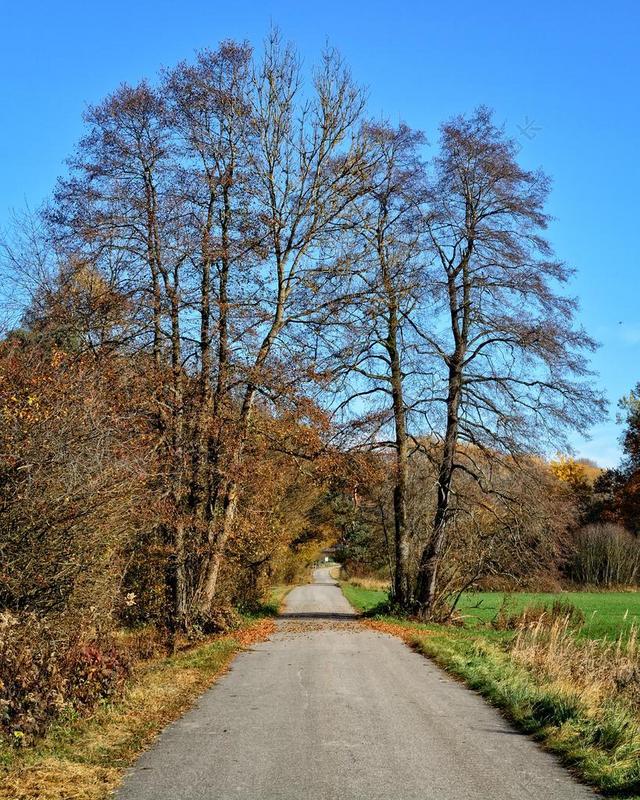 树木 秋季 离 道路 天空 景观 心情 秋天的颜色 草地