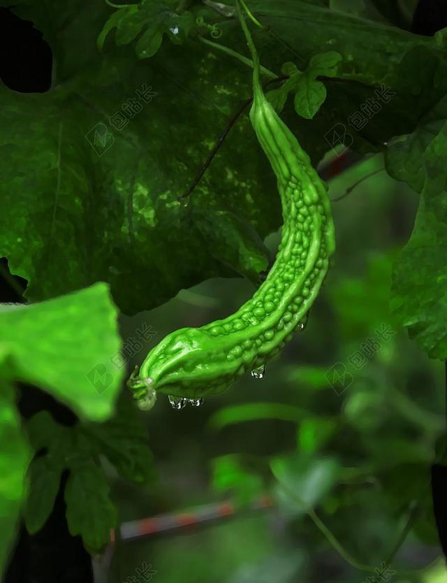 绿色苦瓜健康饮食瘦身蔬菜背景图片