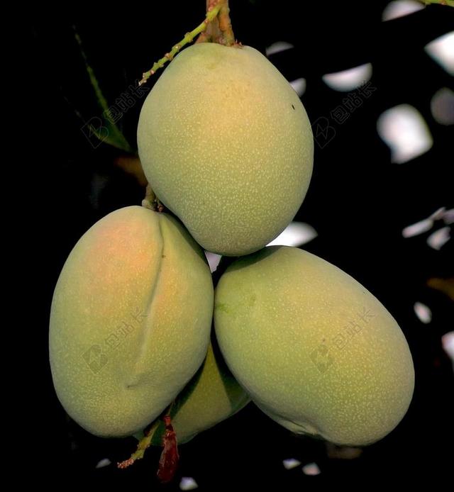 芒果 水果 自然 新鲜 维生素 颜色 绿色 美味