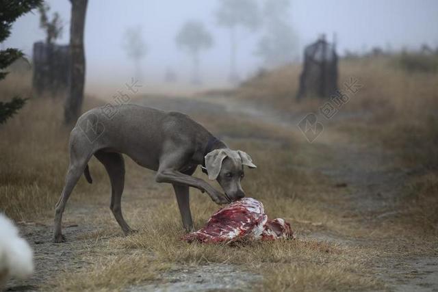 狗 肉 狩猎 胴体 饲料 吃 肉食动物