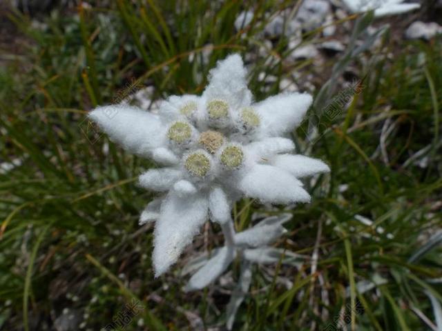 高山  普通 雪绒花 蓬松 白 很少 保护