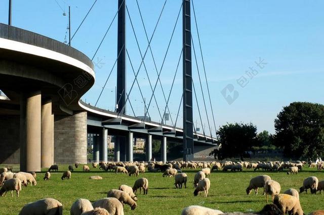 桥 RHEINBRüCKE 吊桥 莱茵河的膝盖桥梁 杜塞尔多夫 羊