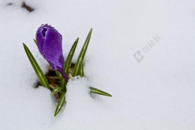 植物特写积雪里的紫色花朵背景图片