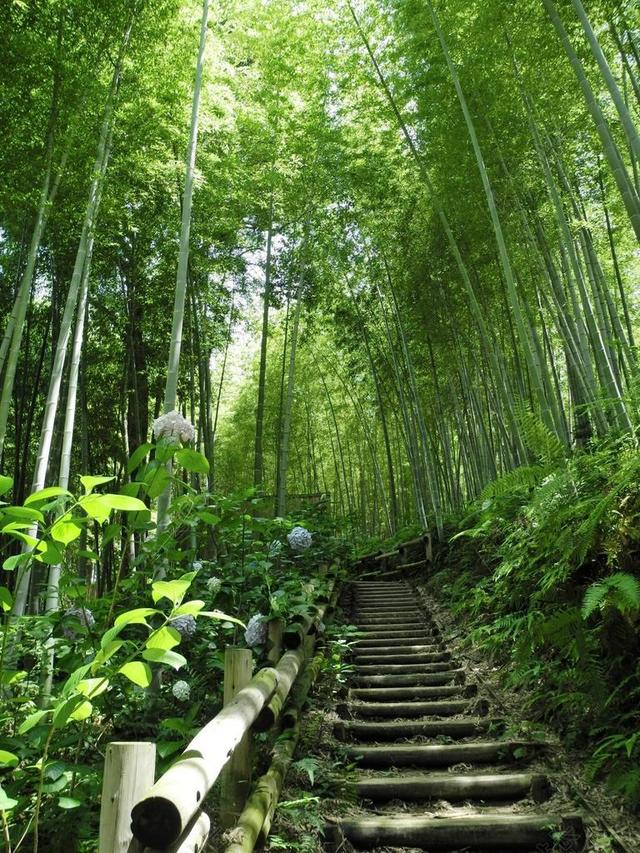 竹子竹林图片
