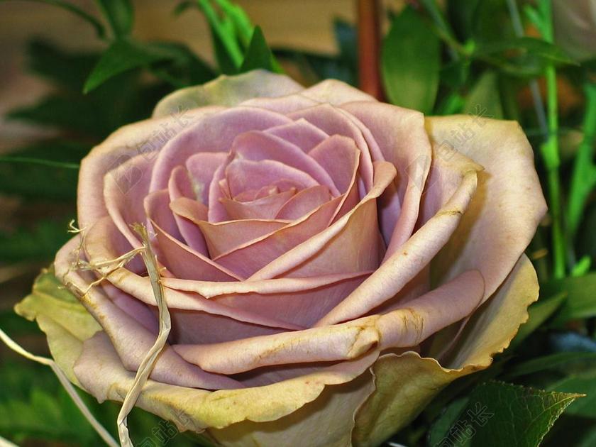 摄影简约粉色玫瑰花背景图片