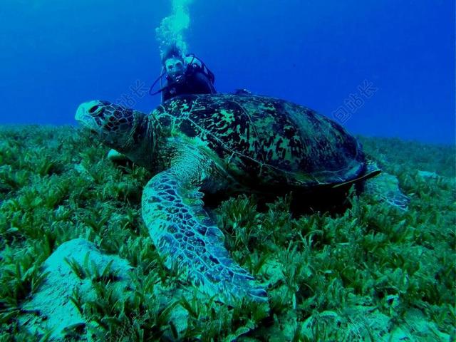 海龟 龟 水下 跳水 动物 爬行动物 潜水员