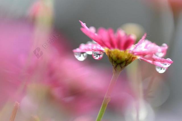 摄影唯美雨后的粉色花背景图片