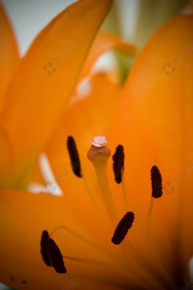 摄影唯美百合花背景图片