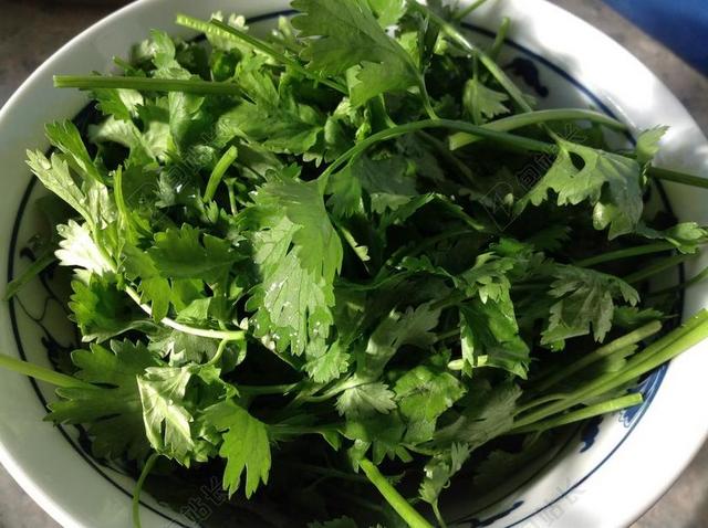 香菜 蔬菜 健康