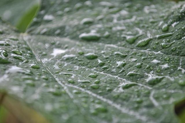 摄影唯美树叶上的雨露背景图片