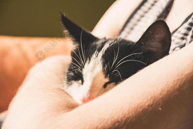 猫 小猫 动物 宠物 年轻的小猫 家猫 猫的眼睛 猫咪 看看