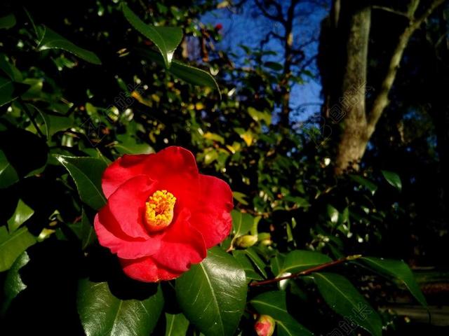 摄影清新山茶花背景图片