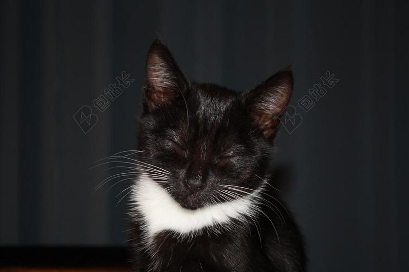 小猫 可爱 猫 动物 猫的 宠物 可爱猫咪 家养 毛皮