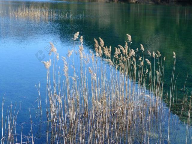 景观 性质 水 池塘 湖 芦苇 几点思考 光和树荫 平静