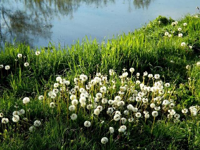蒲公英 湖 草 水 植被 景观